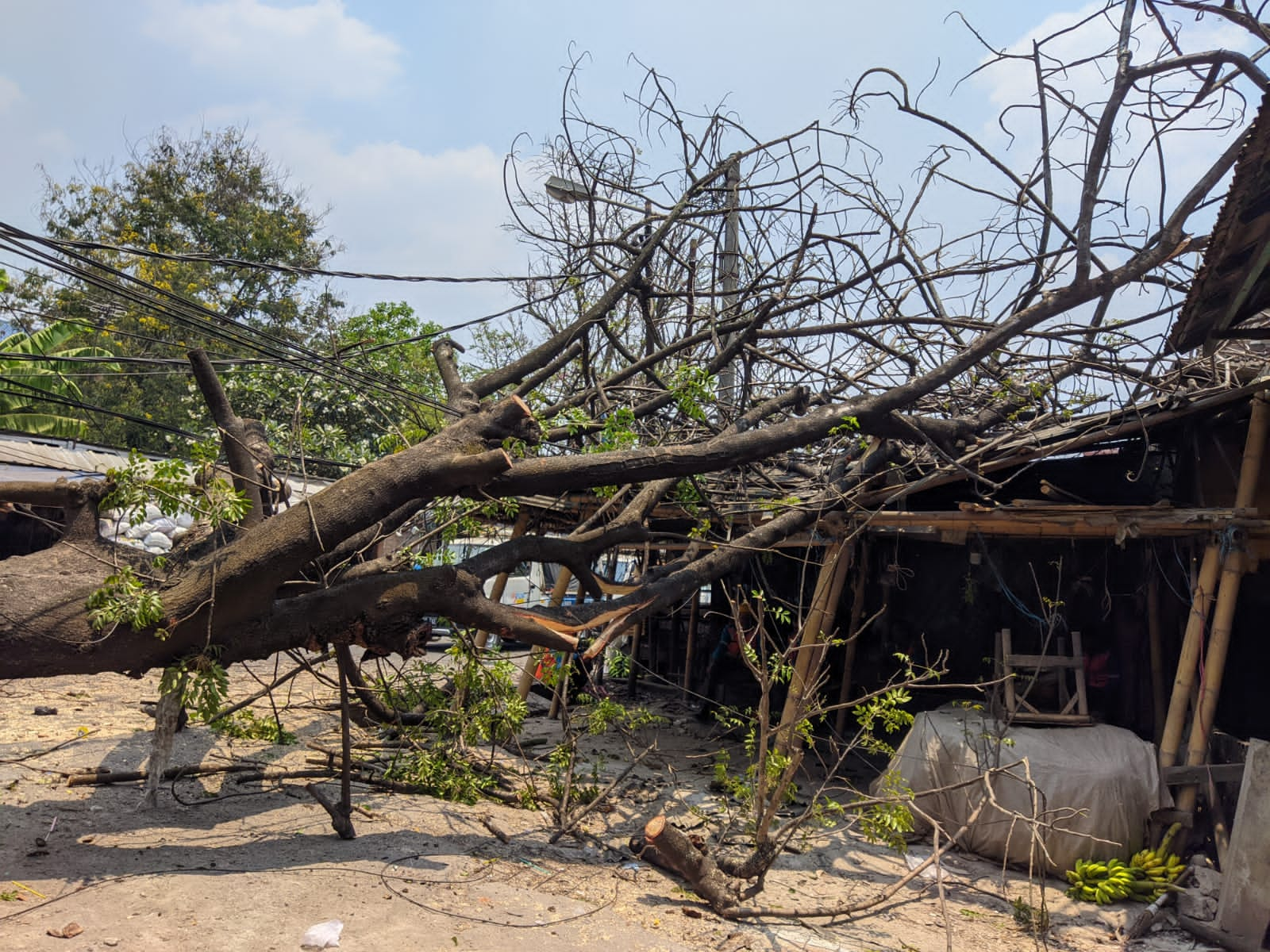 pohon tumbang